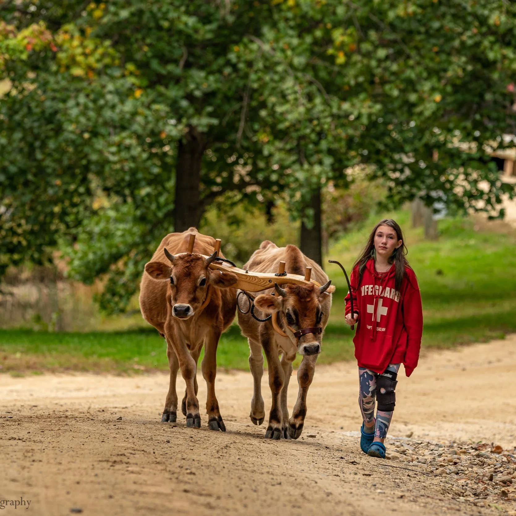 Draft Animal Power Network