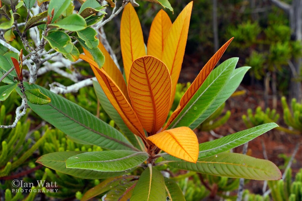 Flora of New Caledonia