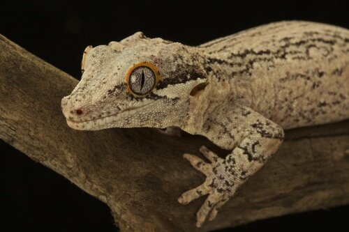 Giant Horned Gecko (Rhacodactylus auriculatus)