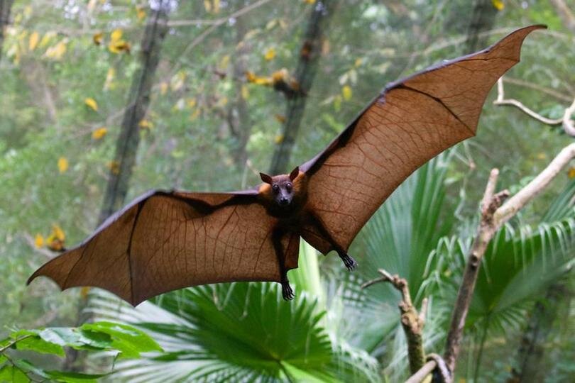 Bats of New Caledonia