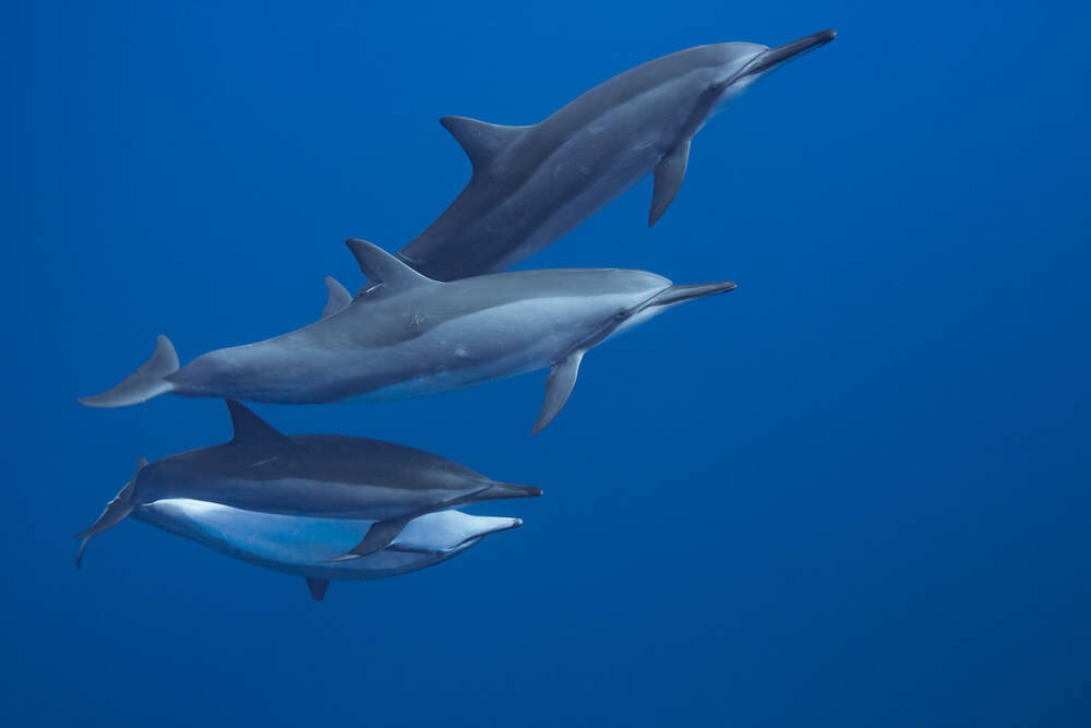Spinner Dolphins 
