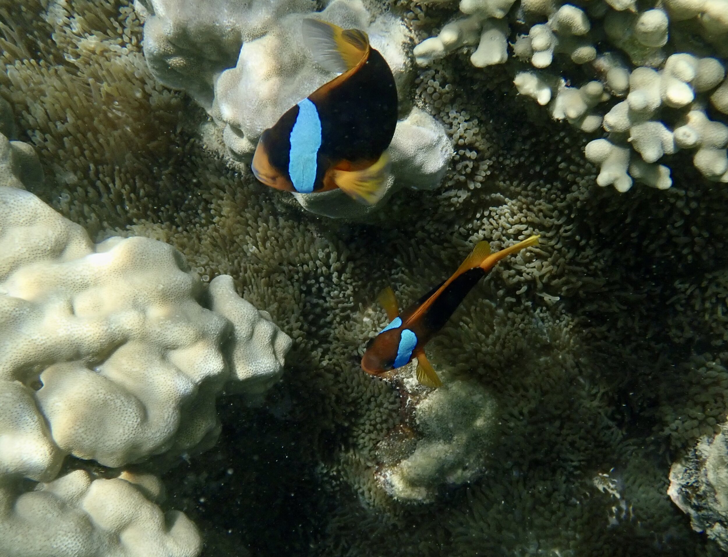 Clown Fish, Amphiprion akindynos