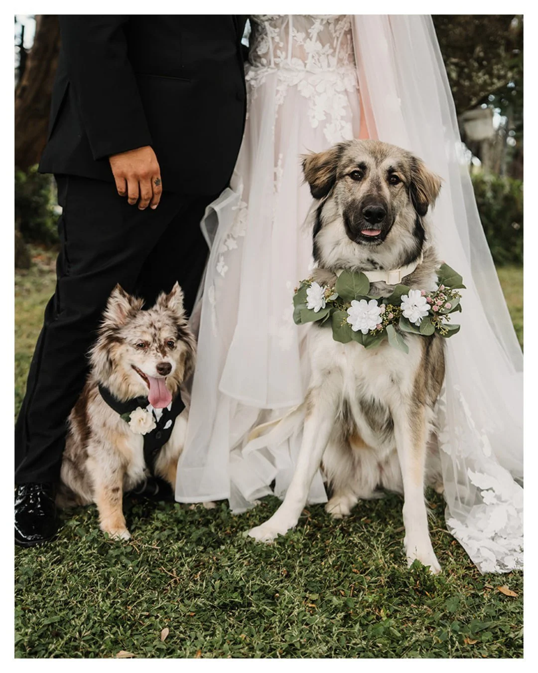 #WeddingWednesday: Wedding Dogs Edition 🐶❤️ 

Katelyn &amp; Preston's pups, Nico &amp; Stella, were a big part of their wedding - from getting ready to family portraits to the ceremony all the way to cocktail hour 😍

As a dog-friendly wedding venue
