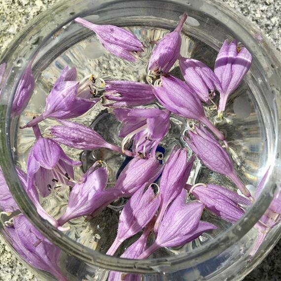 Purple Lady Finger Hosta Flower Essence