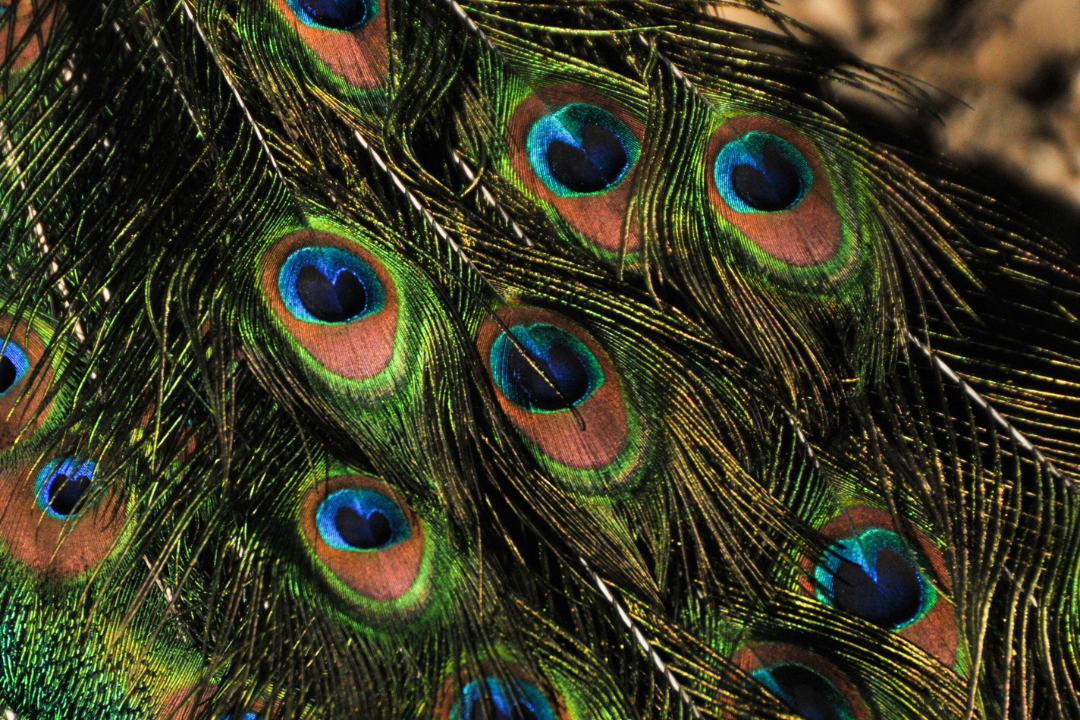 Close-up of peacock feathers with vibrant green, blue, and brown eye patterns.