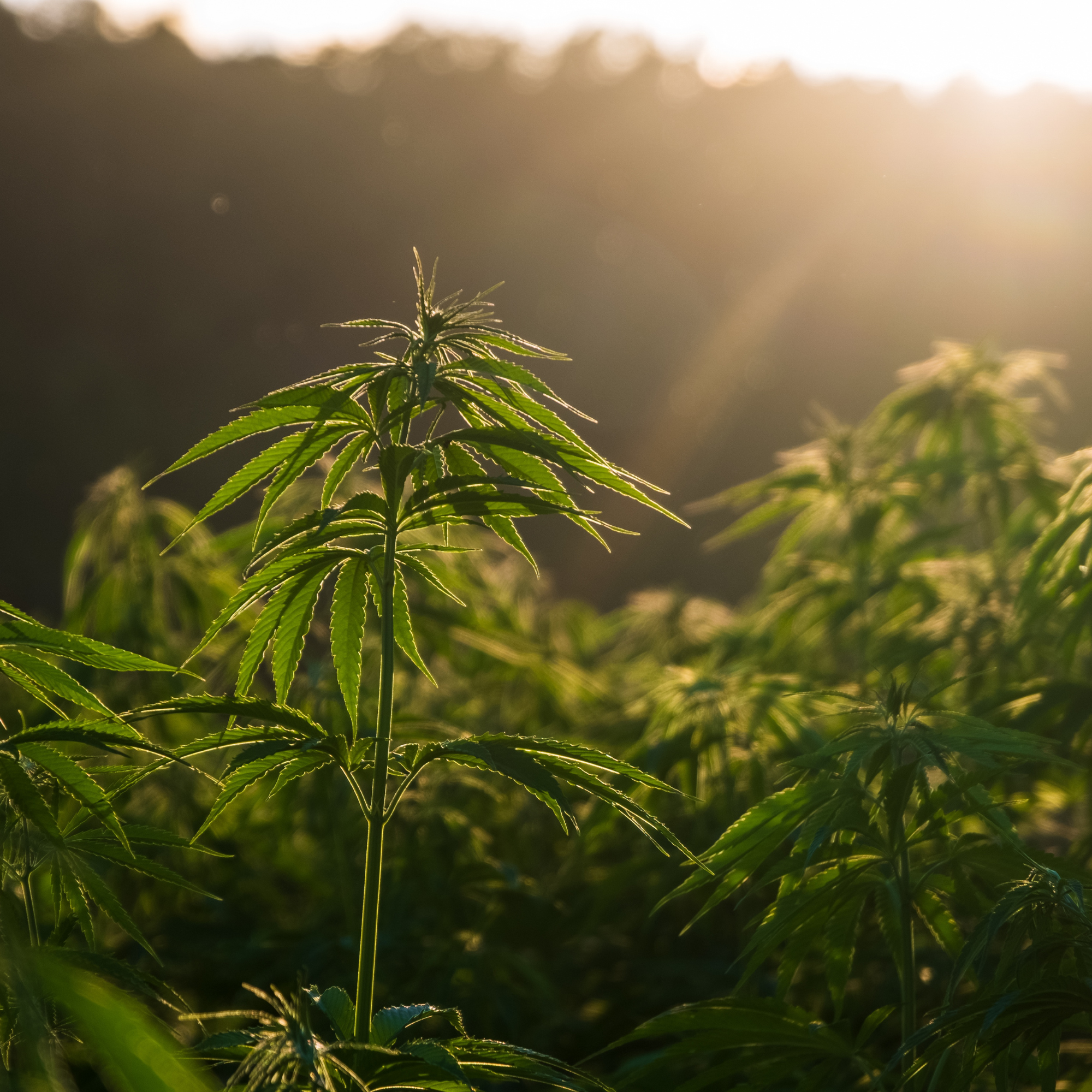 Not So Fast: GOP Senator Blocks Hemp THC Ban from Federal Spending Bill