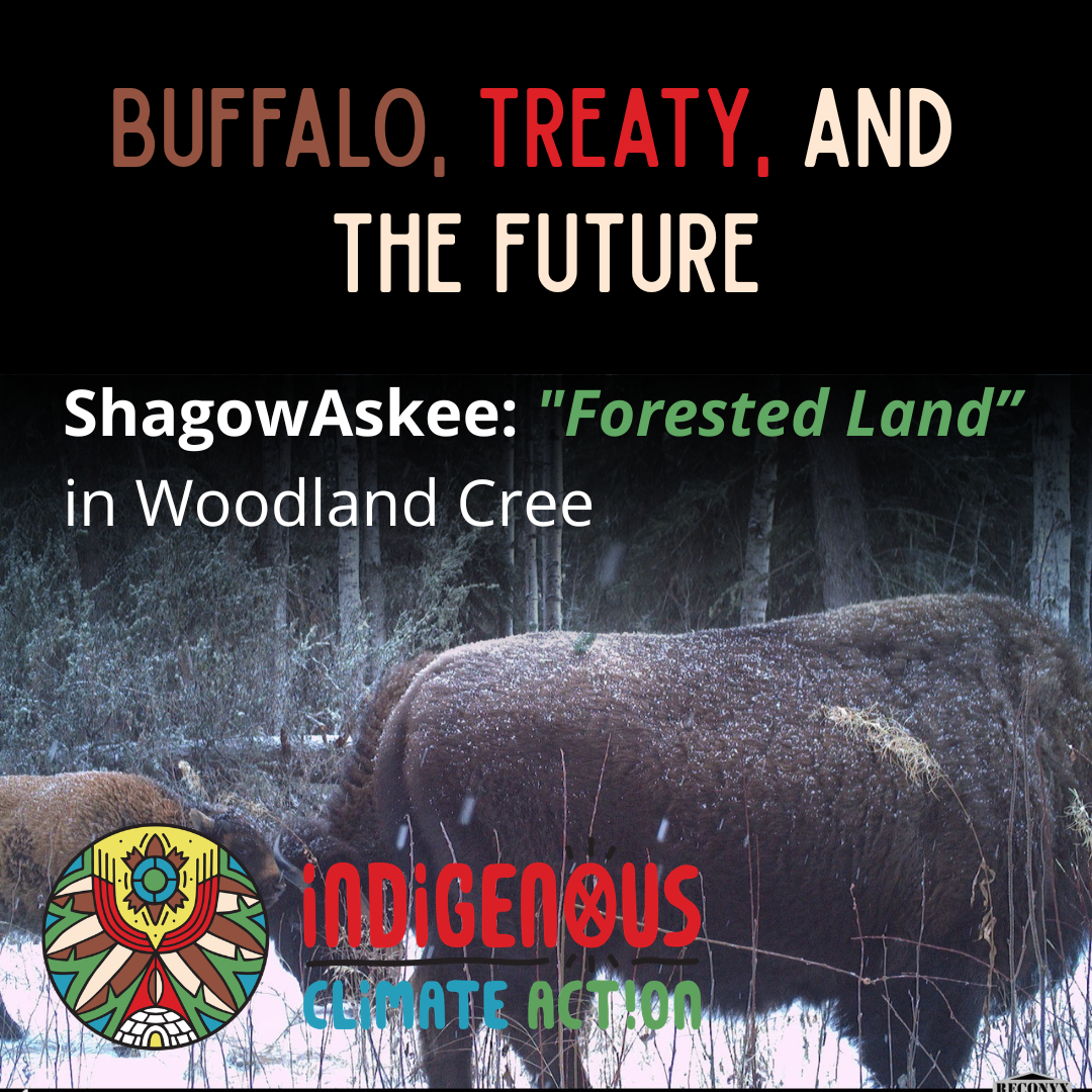 Buffalo, Treaty and the Future. 