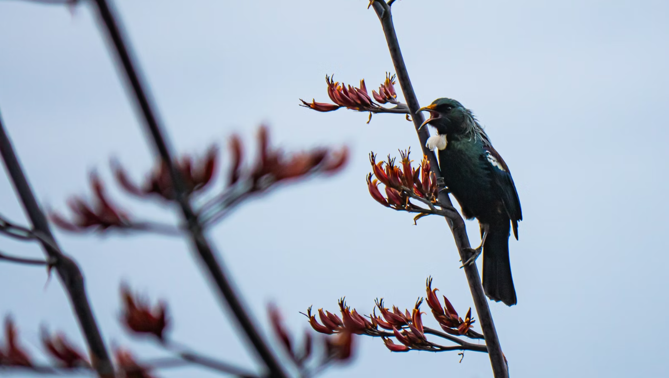 The Song of the Tūī: Thought Leadership as the Work of Hearts and Minds