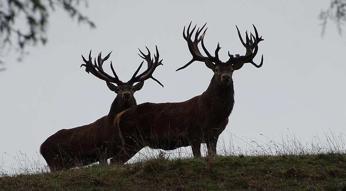 Hunt and Share: Strengthening Food Safety in Wild Game Donations