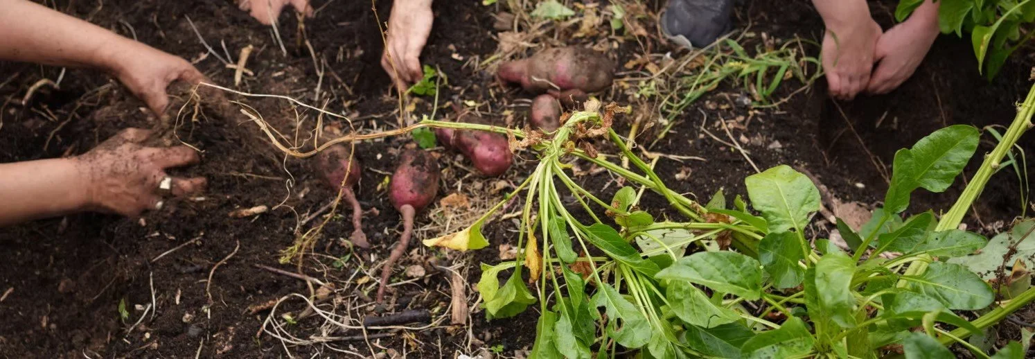 Abundance, Whanaungatanga, and the Reality of Shifting Systems