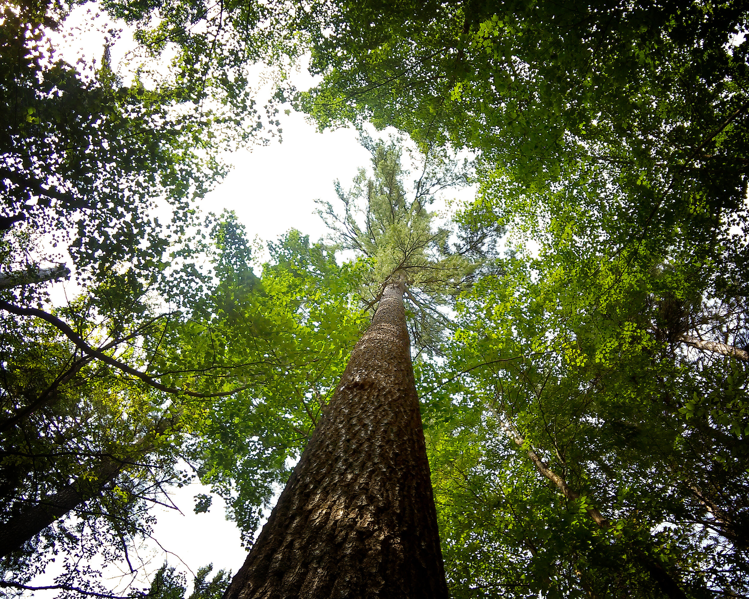 Hartwick Pines Old Growth Forest