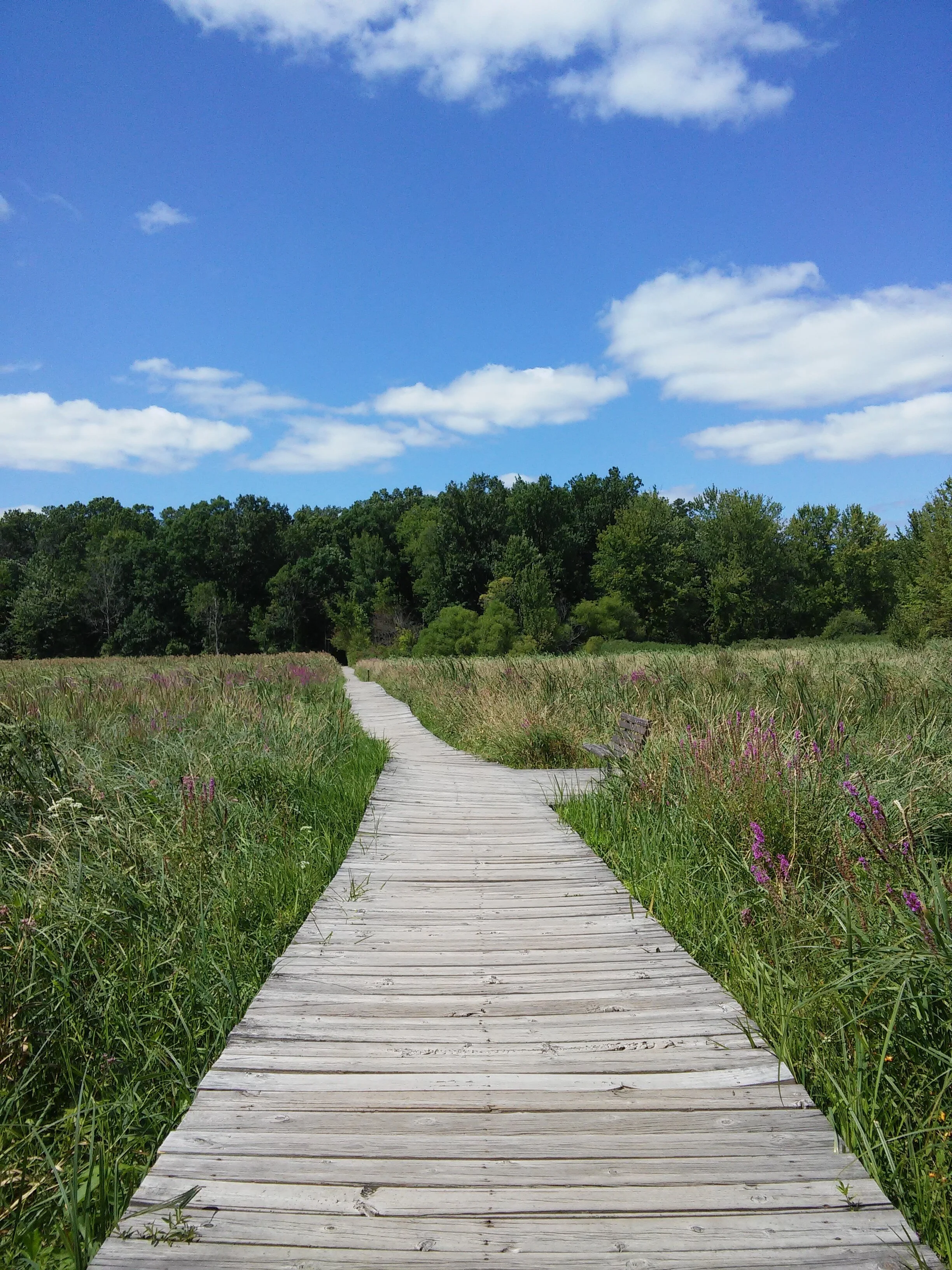 Lake Lansing Park North