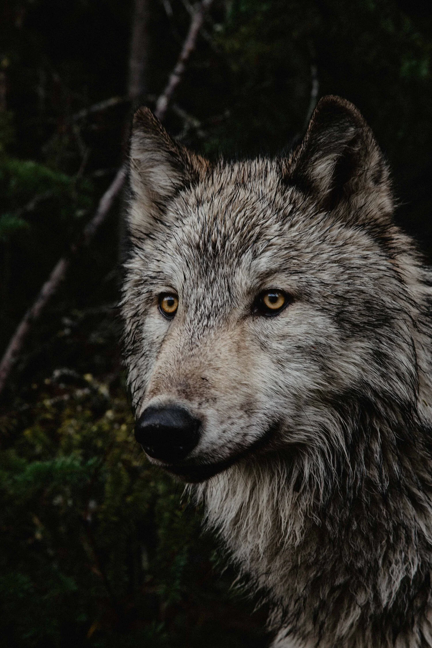 wildbyhabit-wildlife-photography-canada-minnesota.jpg