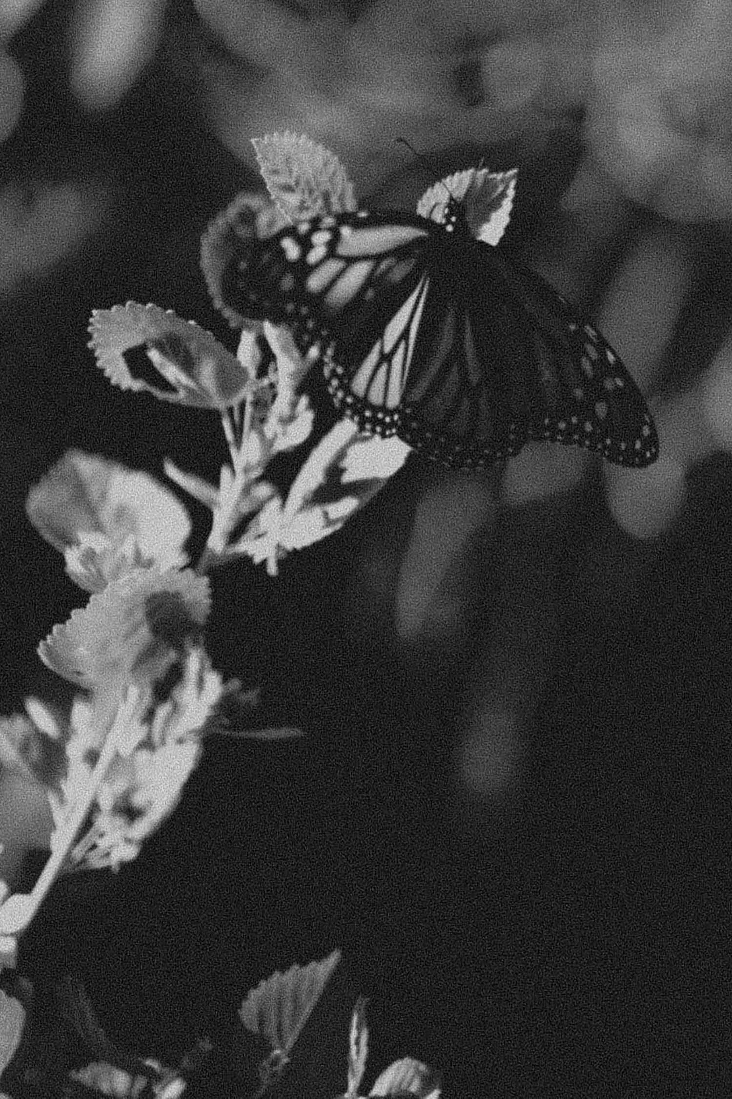 butterfly-minneapolis-photographer-wildbyhabit-shanoaleigh.jpg