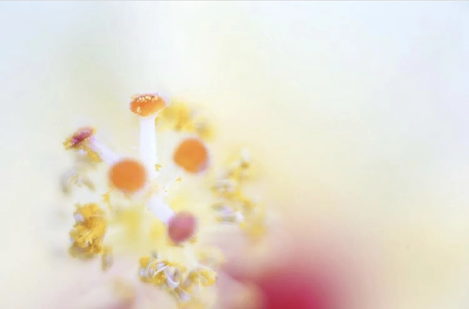 hibiscus-nature-photographer-shanoaleigh.jpeg