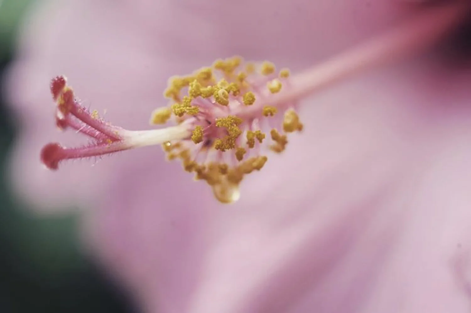 hibiscus-nature-photographer-maui.jpeg