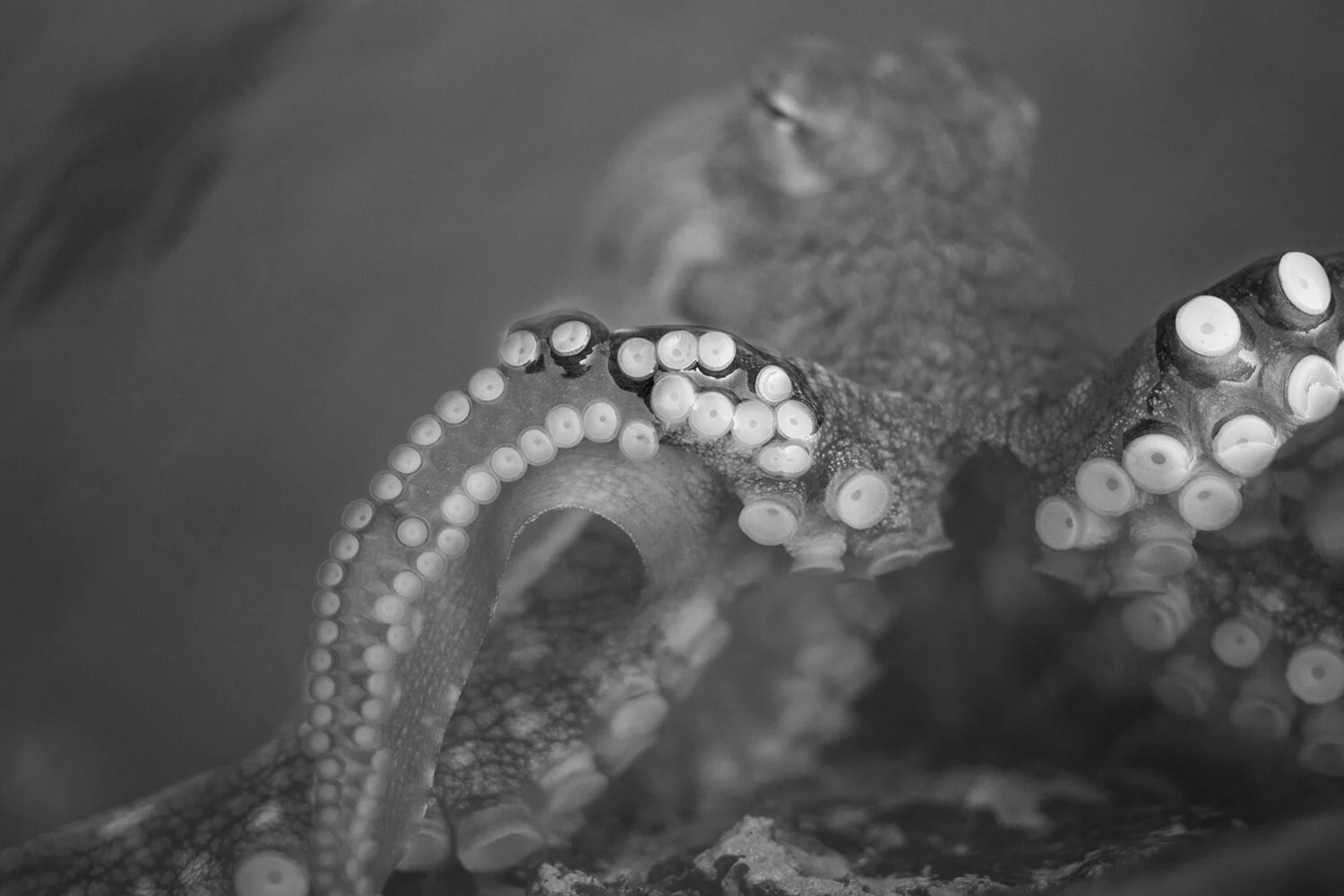 ocotopus-surge-web bw.jpg