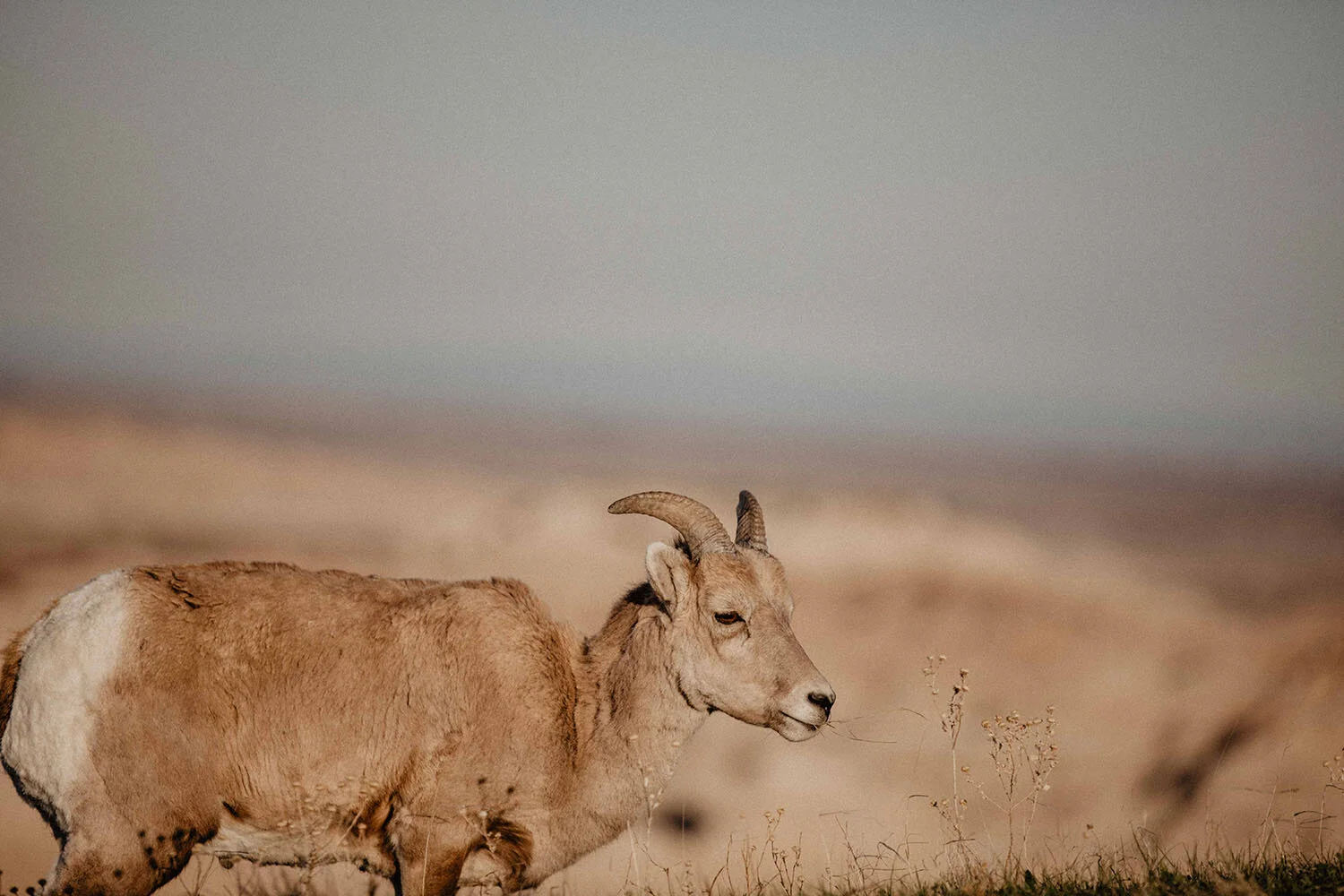 big-horn-sheep-badlands-wildbyhabit-photographer.jpg