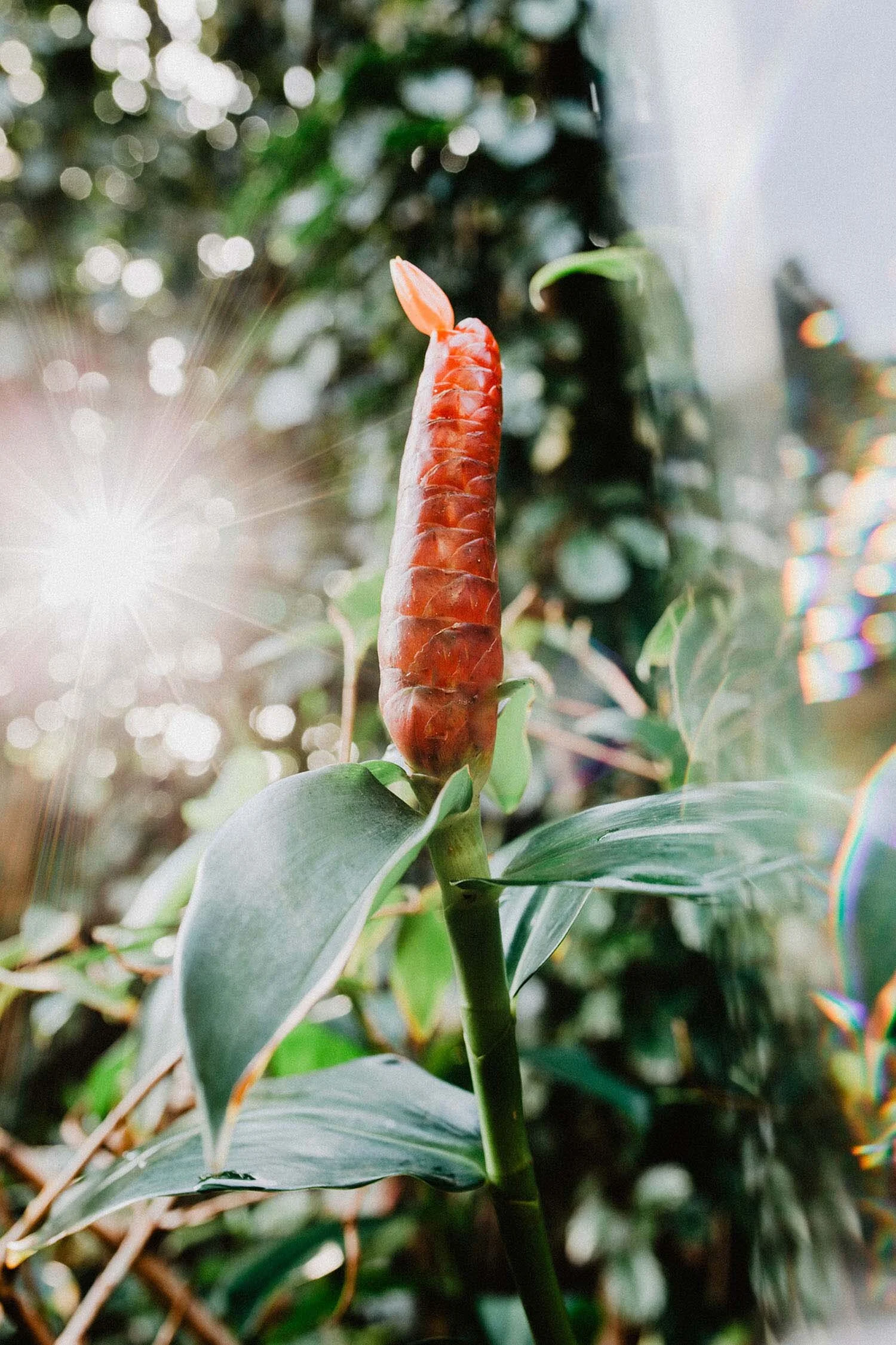 indian-head-ginger-costus-spicatus-wildbyhabit-maui-photographer.jpg