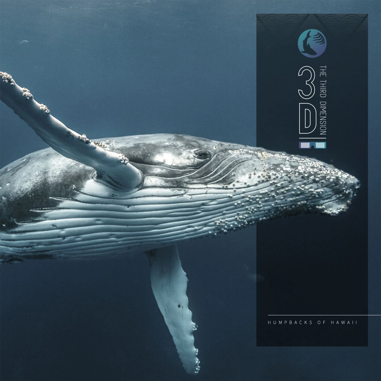 maui-designer-ocean-center-whale-design-shanoaleigh.jpg