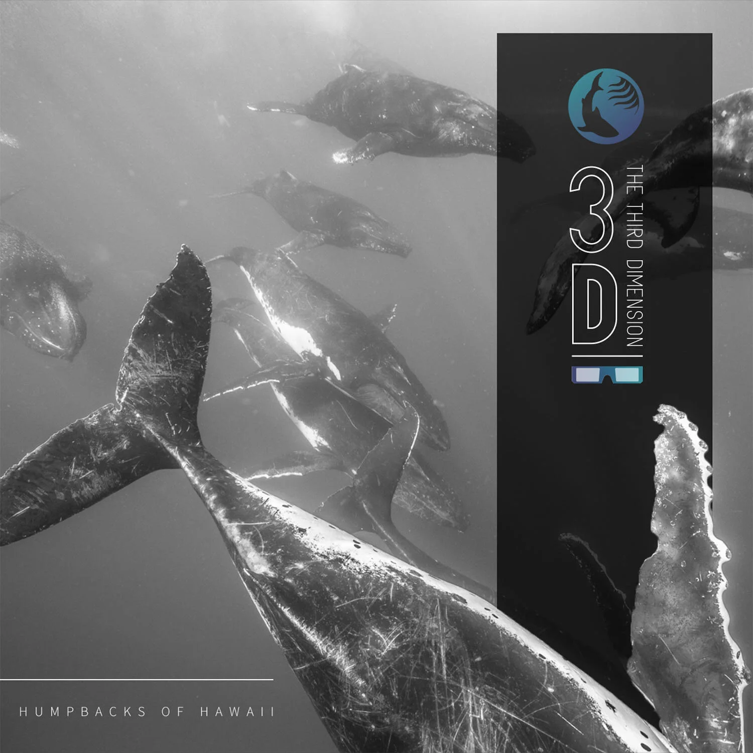 maui-designer-ocean-center-whale-design.jpg