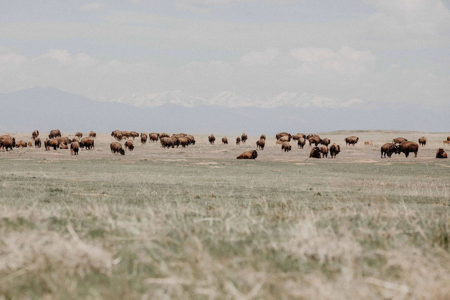 wildbyhabit-badlands-photographer-shanoaleigh.jpg