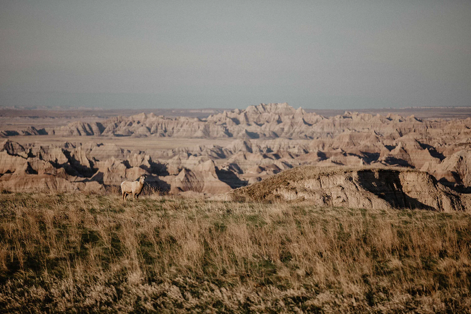 wildbyhabit-nature-photographer-badlands.jpg