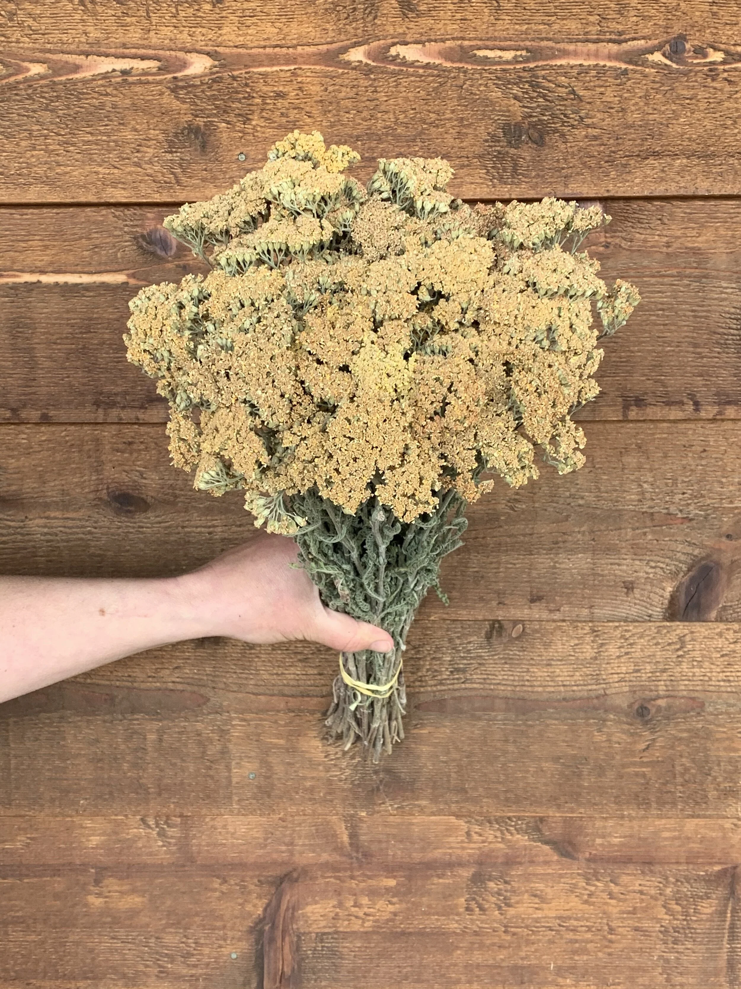 YarrowTerra Cotta Yellow Tones — Charles Little and Company LLC