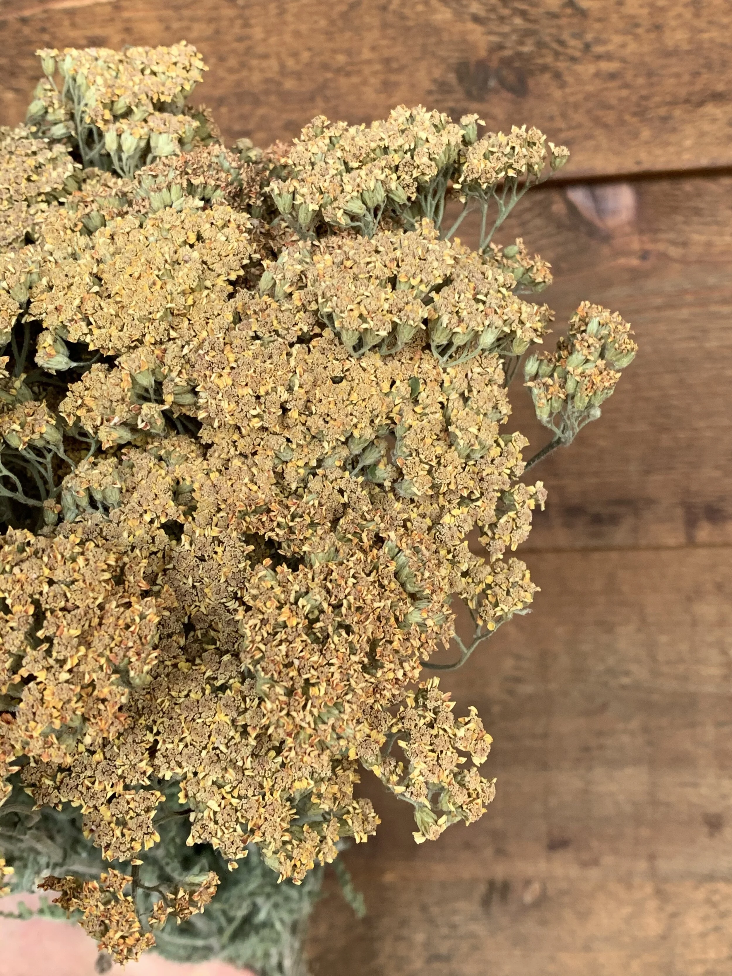 YarrowTerra Cotta Yellow Tones — Charles Little and Company LLC