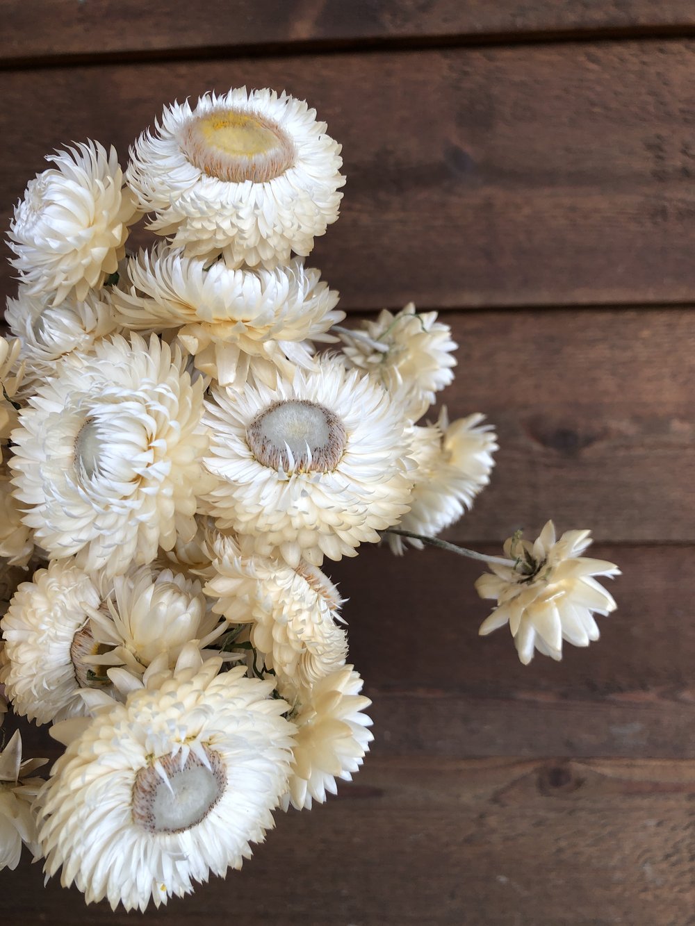 Strawflowers (Helichrysum) - Cream - Dried Flowers - DIY – Dried Flowers  Forever