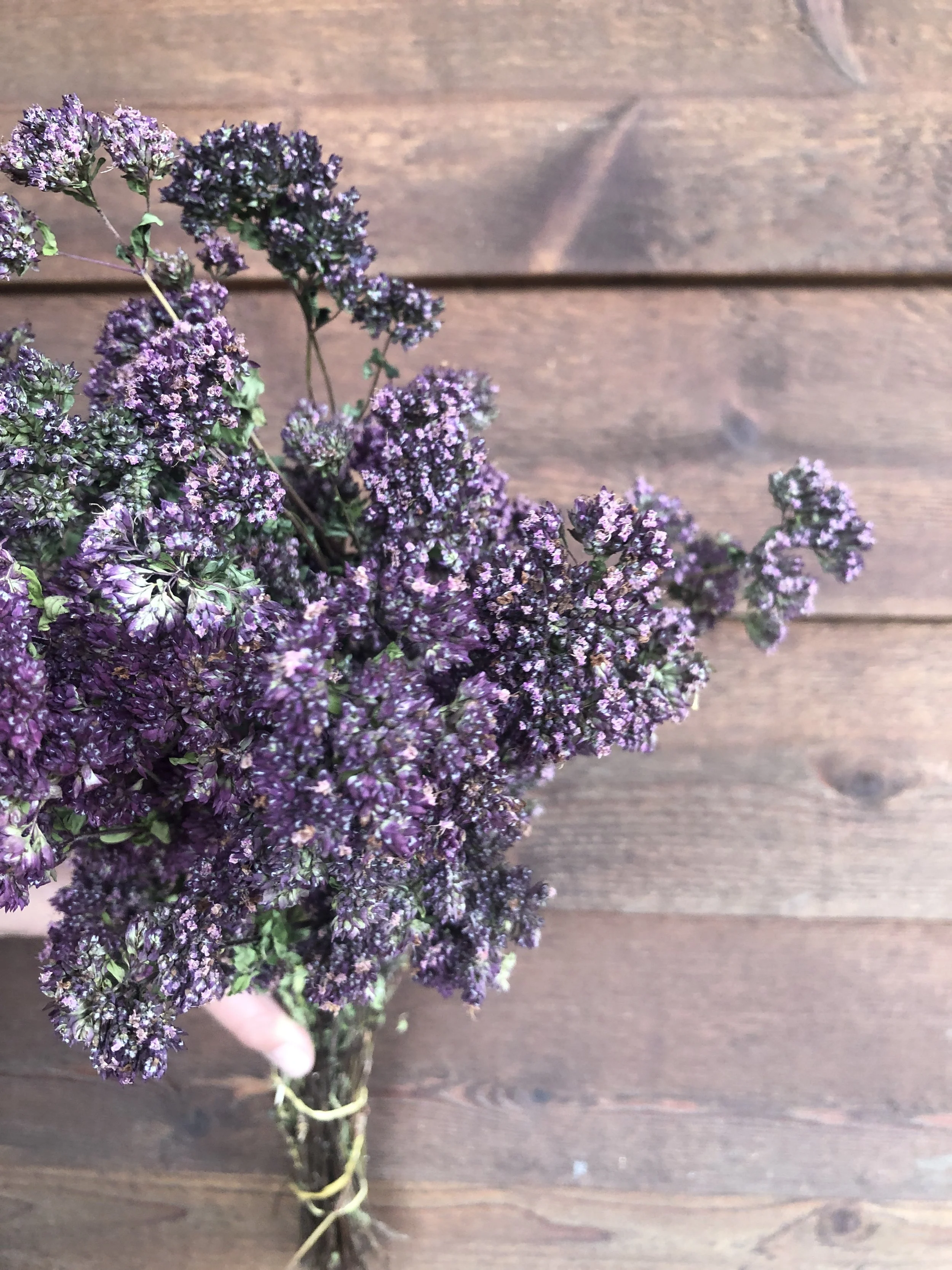 Oregano Purple — Charles Little and Company LLC