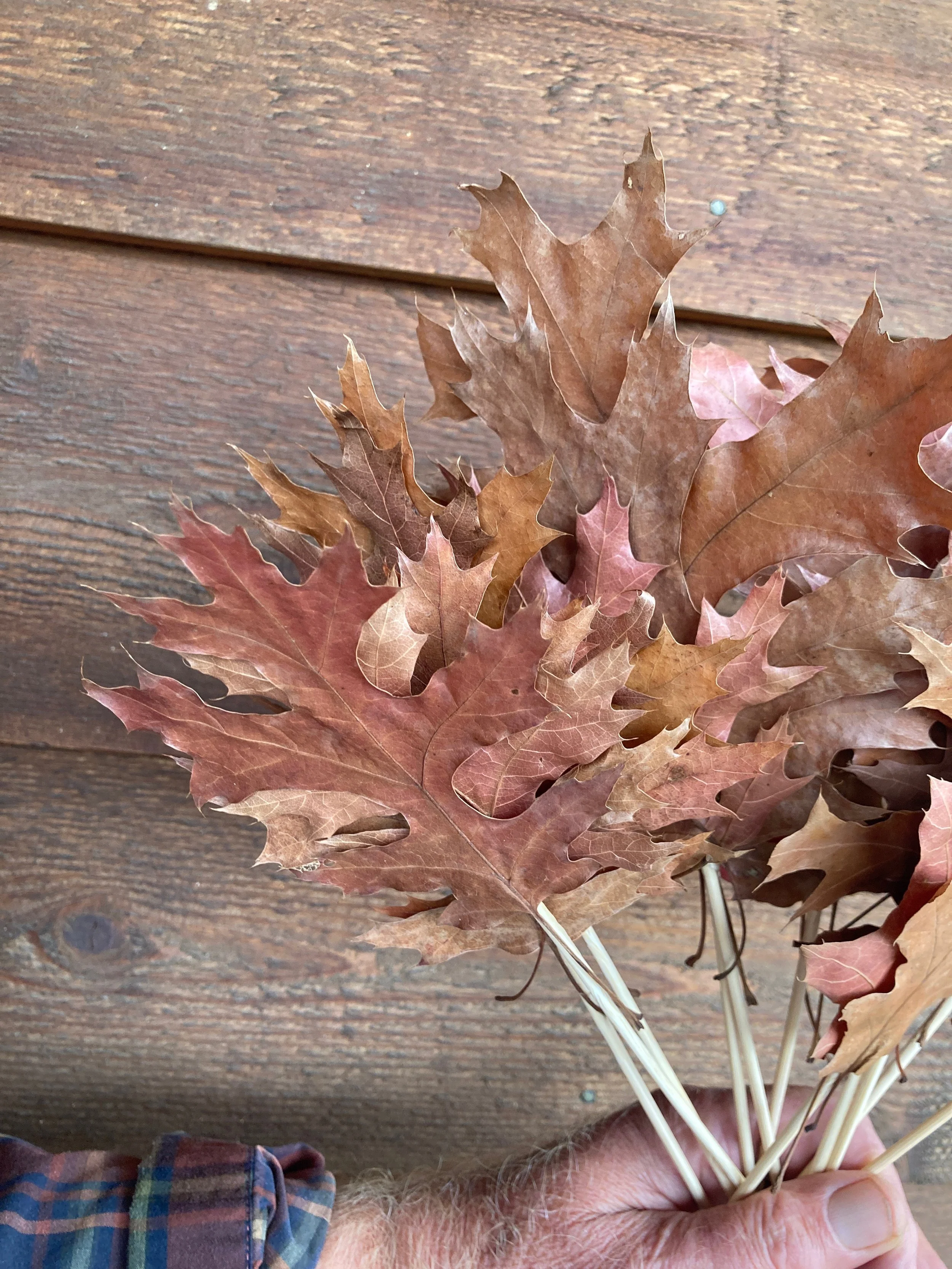 Dried Oak Leaves — Charles Little and Company LLC