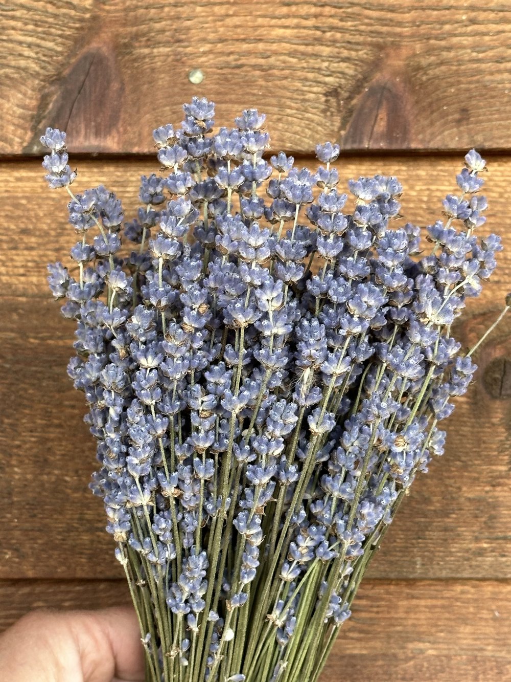 Arctic English Lavender — Charles Little and Company LLC