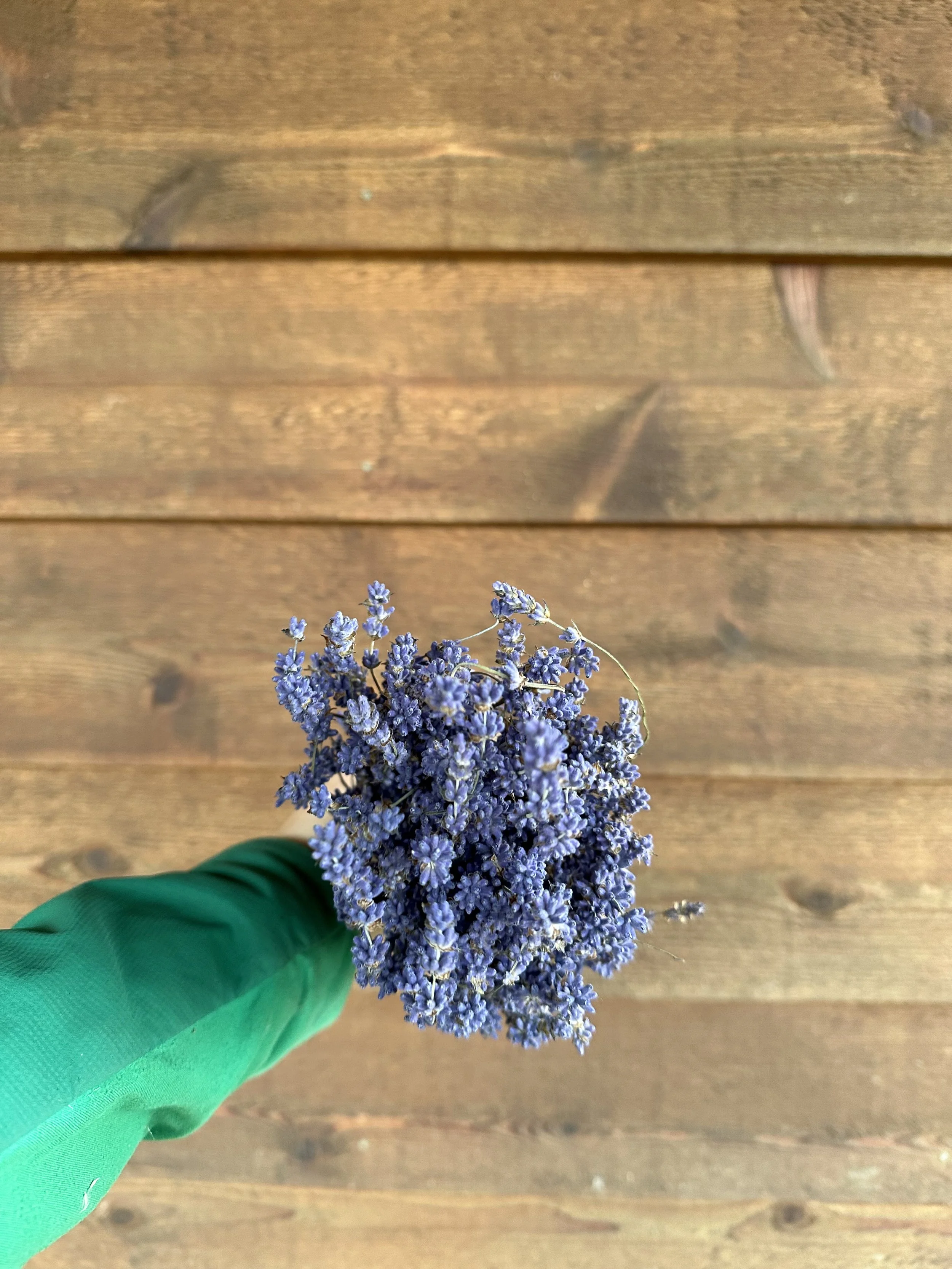 English Lavender — Charles Little and Company LLC
