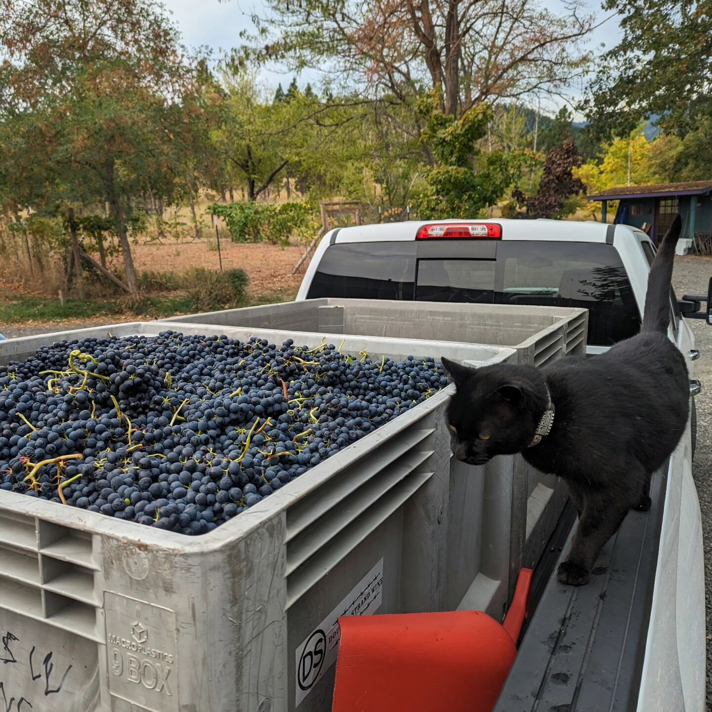 The Winery Supurrrrvisor inspecting the 1000lb of Syrah this morning. Last grapes for this year, in just before 5-6 days of significant rain and foreseeable cooler temps into the beginning of October. All in all, Sauvignon Blanc, Chardonnay, Viognier