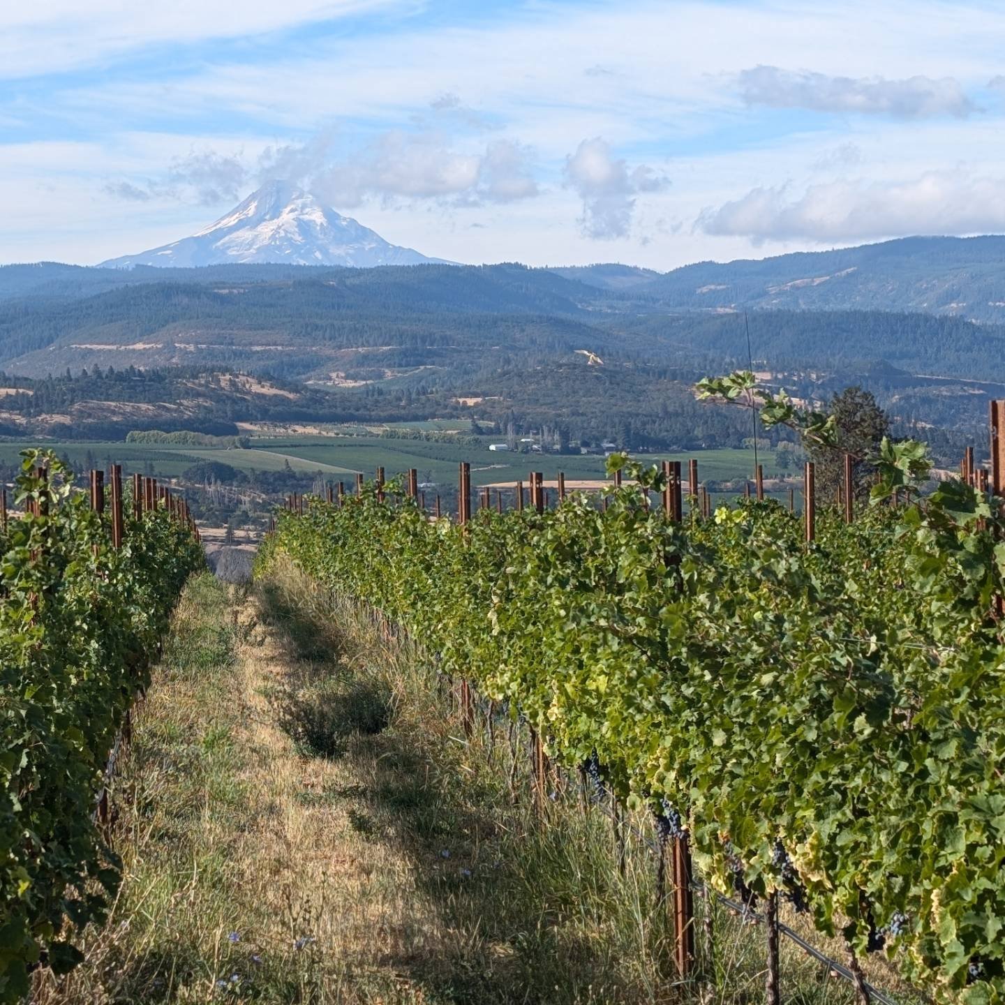 It's harvest season at Double Strand Wine, so just a quick post before we're back to work. A couple quick picks of Foxley Estate (https://foxley-estate.com/) where we're sourcing some Merlot and Cabernet Franc, their Merlot arriving at DSW, the recen