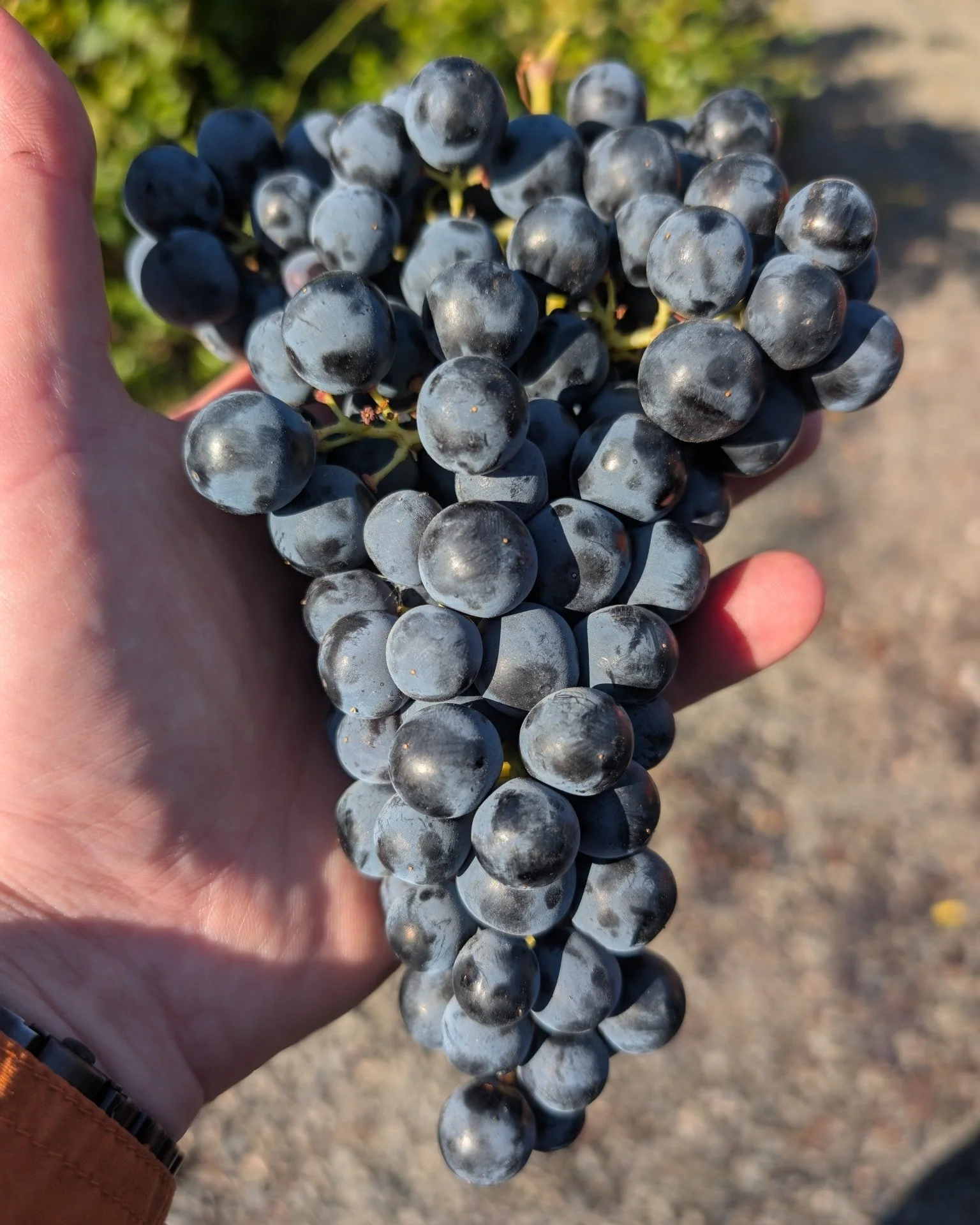 #Tempranillo from @garniervineyards yesterday was the last of our grapes for #harvest2025. While we're not at the whims of grape ripening, there's still a lot of daily work to stay on top of. I'll get around to a wrap-up soon.

 #gorgewine #PNW #Wine