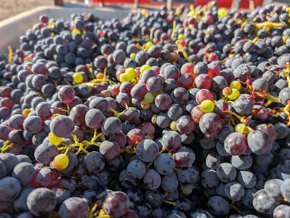 Tomorrow we're releasing our 2024  Grenache Ros&eacute;. A 70 degree sunny day that will be perfect for ros&eacute;!

#gorgewine #PNW #winery #winecountry #Wine #Grenache #Ros&eacute; #newrelease