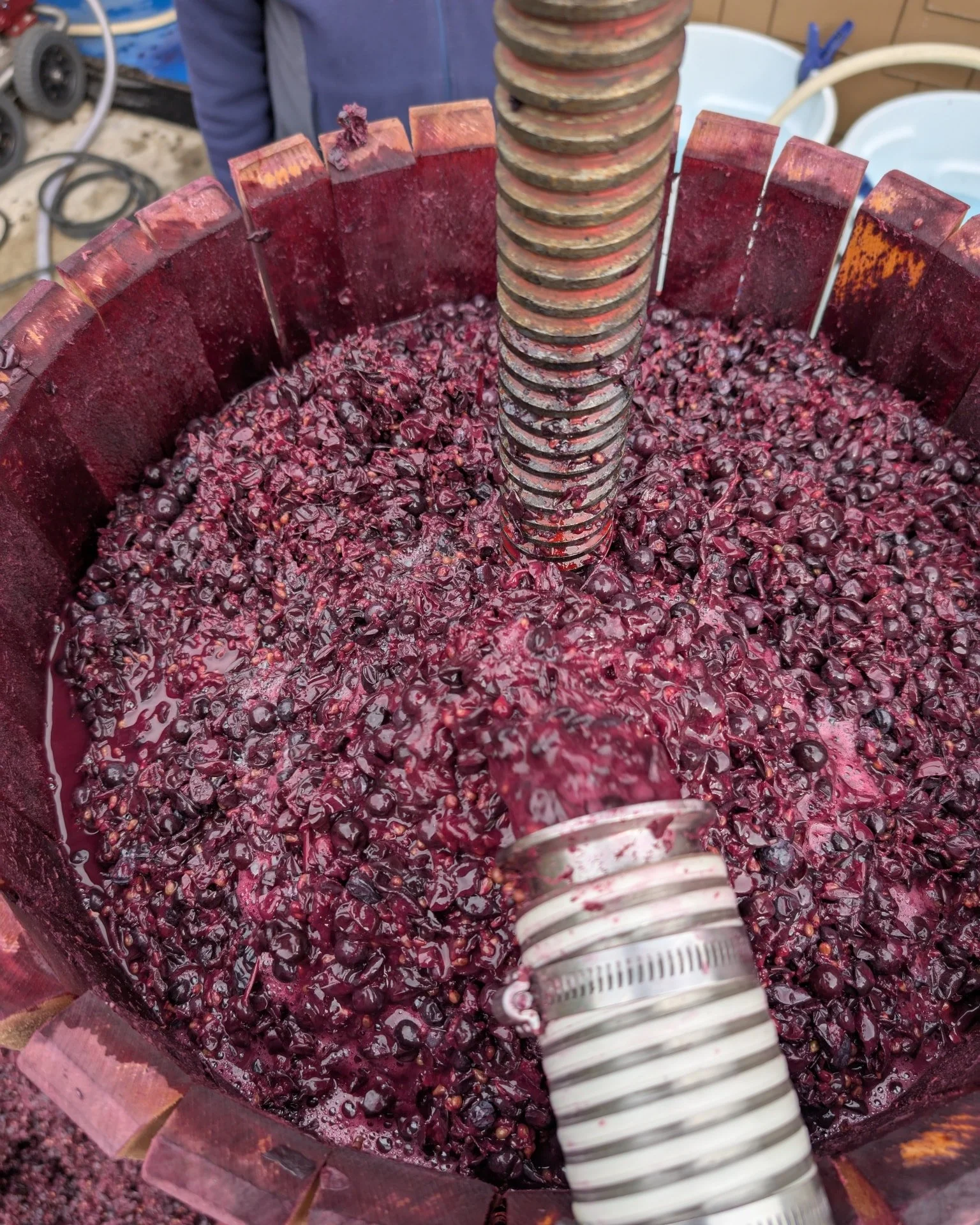 Today, we pressed Merlot from both sides of the Columbia River Gorge, Foxley Estate in WA and Garnier Vineyards in Mosier, OR. These vineyards are a few miles from our winery, almost directly across the Columbia from each other, but Foxley is south f