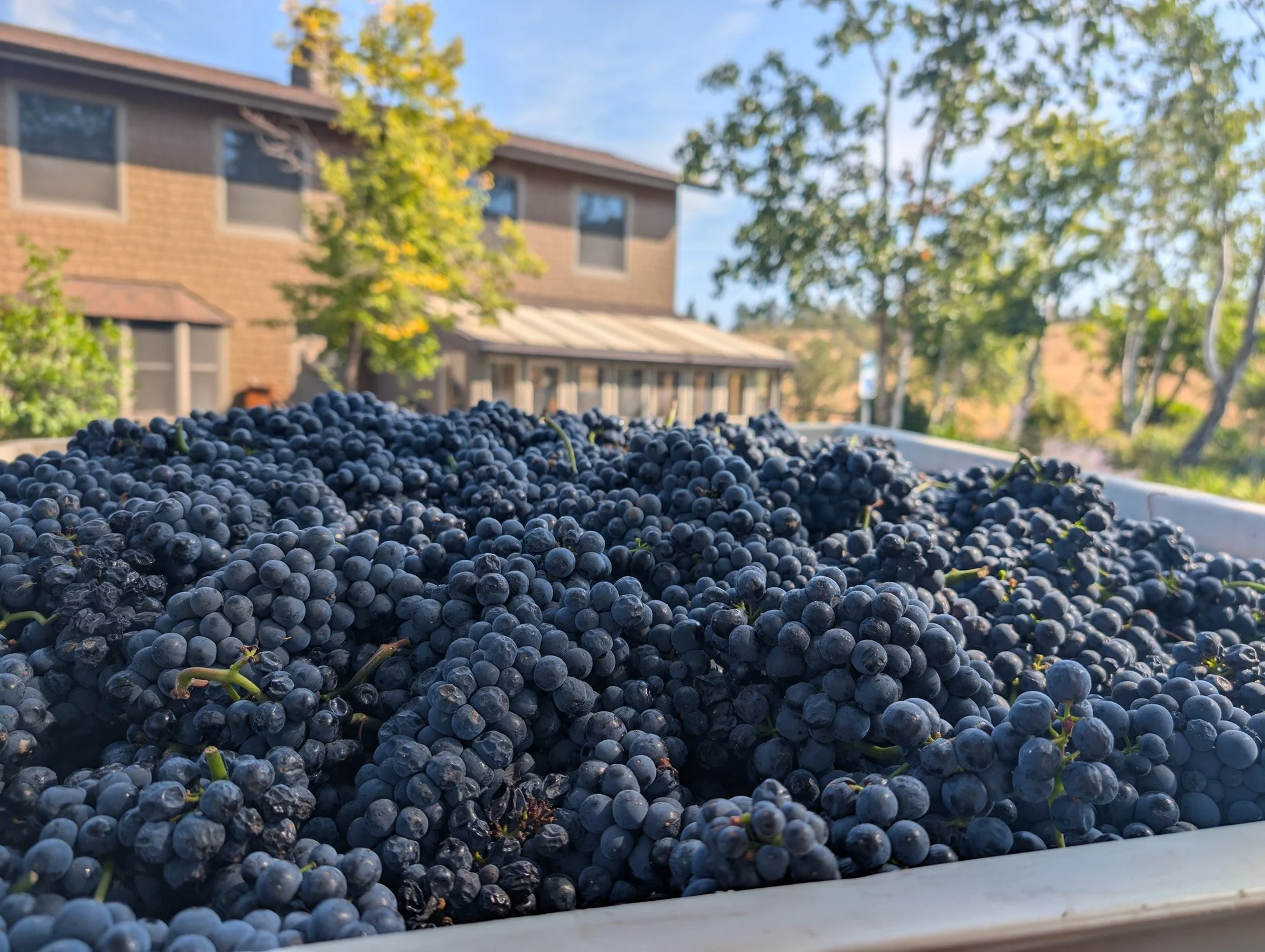 We're opening this weekend Saturday and Sunday noon to 5pm for Club Pickup and for anyone else needing some wine for the upcoming holiday season. It's also a weekend of new releases with our first reserve wine, a 2024 Reserve Merlot, with grapes from