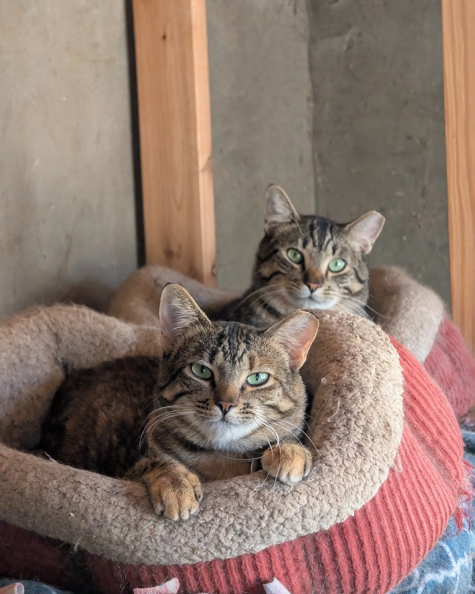 &quot;Did someone say meat and cheese snacks?&quot;

We have some complimentary snacks for visitors this weekend for our club pickup party and anyone else that needs some wine for the holidays. Saturday and Sunday noon to 5pm.