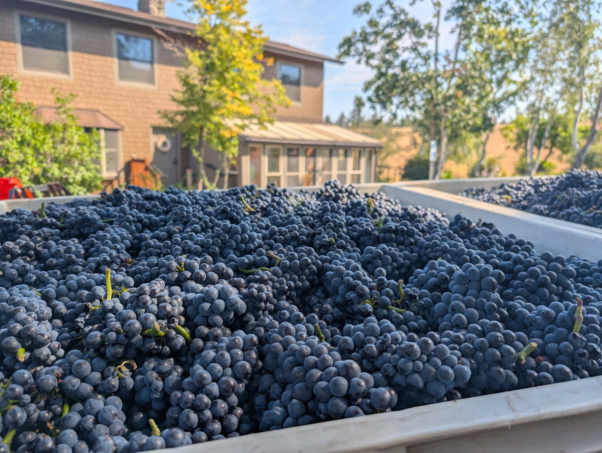 There are a few more tickets for this Saturday's sensory workshop with our winemaker Kevin. Learn to identify volatile acidity (vinegary), ethyl acetate (solventy), and trichloroanisol (cork taint) in a laid-back  environment. It's in person at the D