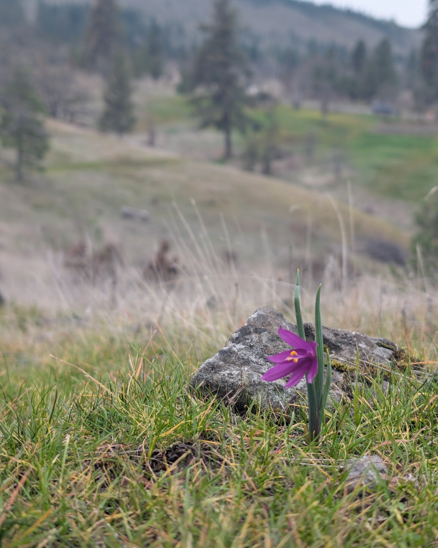Our wonderful little town of Mosier is well known for its wildflower hikes, but few people realize how early our wildflower season starts. My wife found the first Grass Widow of the season yesterday afternoon. It's on a South facing hillside opposite