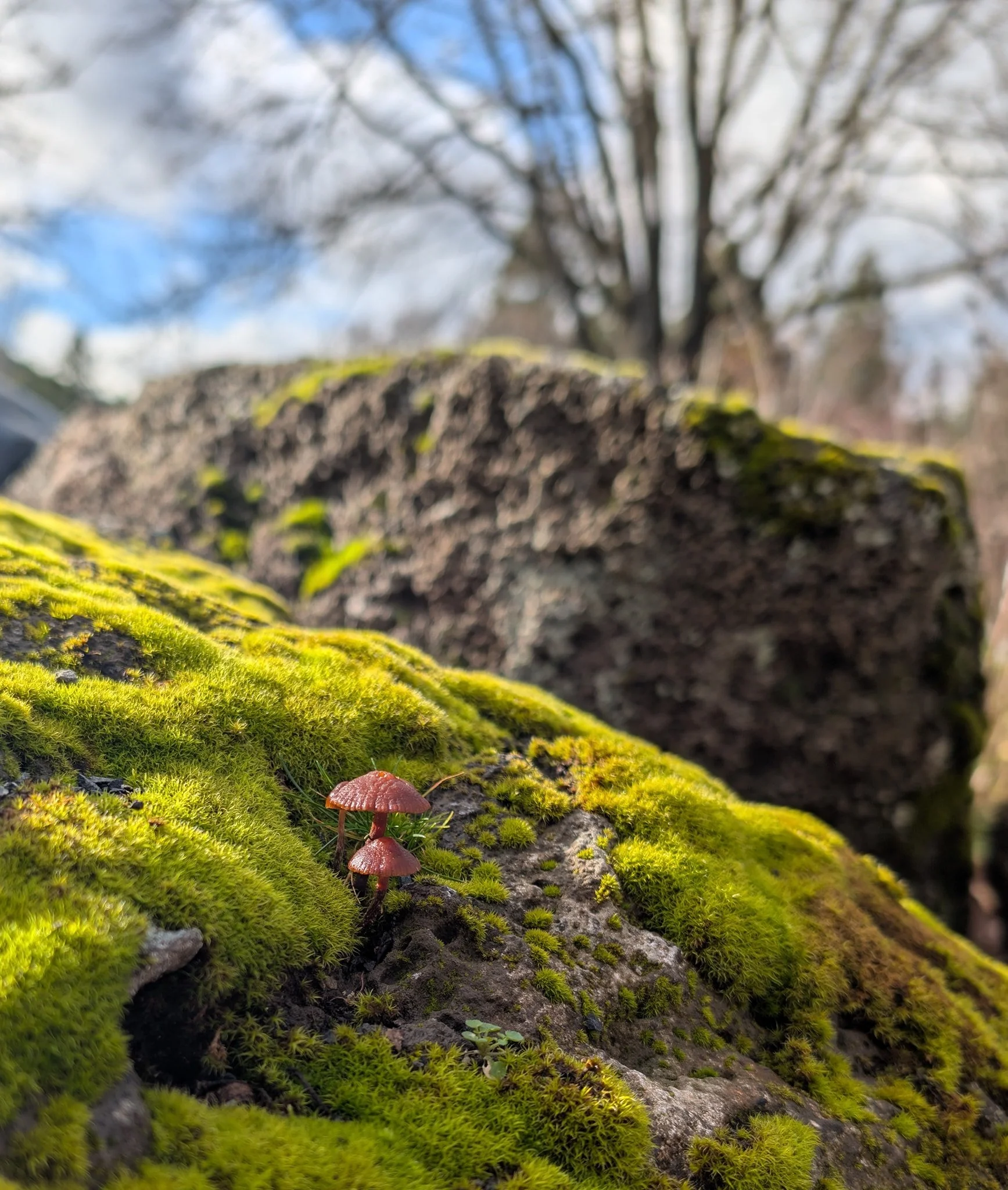Finding a little bit of beauty every day.

 #mosieroregon #visithoodriver #oregonwine #gorgewine #wine #mushrooms