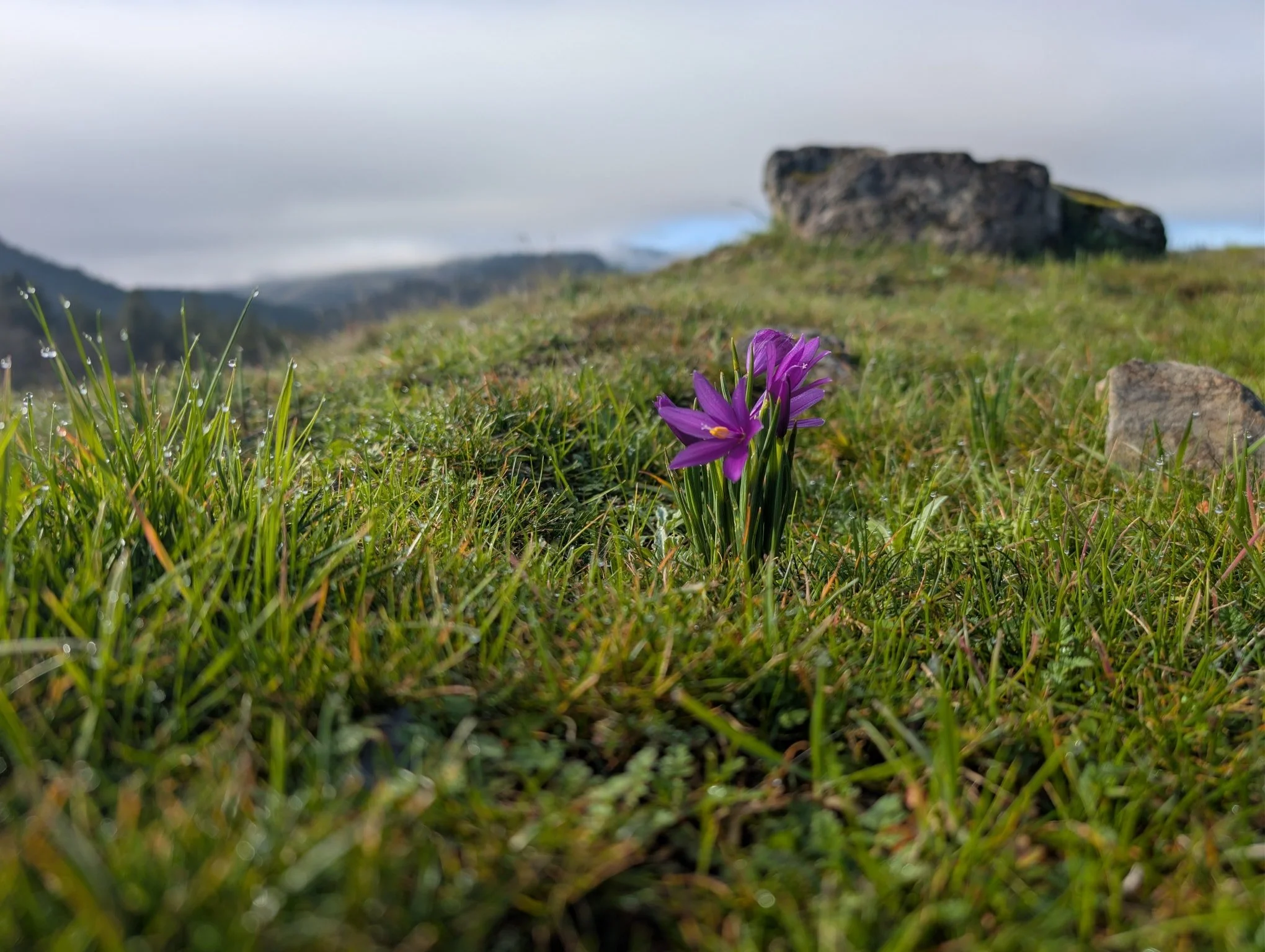 We're open tomorrow for Valentine's Day.

Grass widows and salt and pepper lomatium are blooming. Our early harbingers of spring. 

#gorgewine #oregonwine #wildflowers #WineTasting #wildflower #garden #gardens #valentinesday #valentine