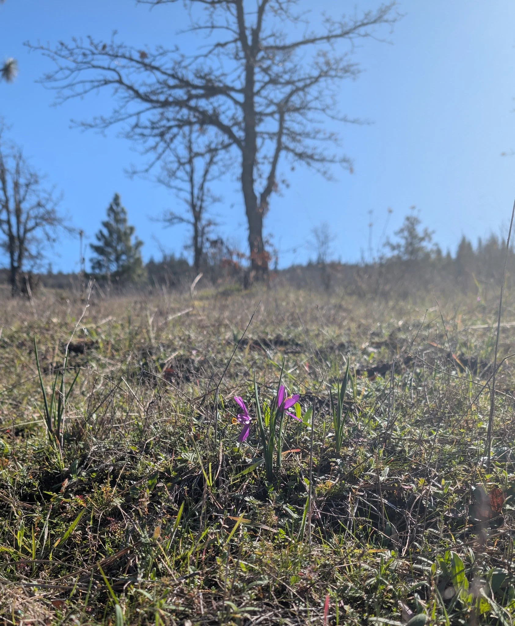 Sunshine and Grass Widows. A perfect day for tasting wine and taking in the beauty of the Columbia River Gorge. 

#gorgewine #oregonwine #sunshine #flowers #wildflowers #pnw #pnwlife #mosieroregon