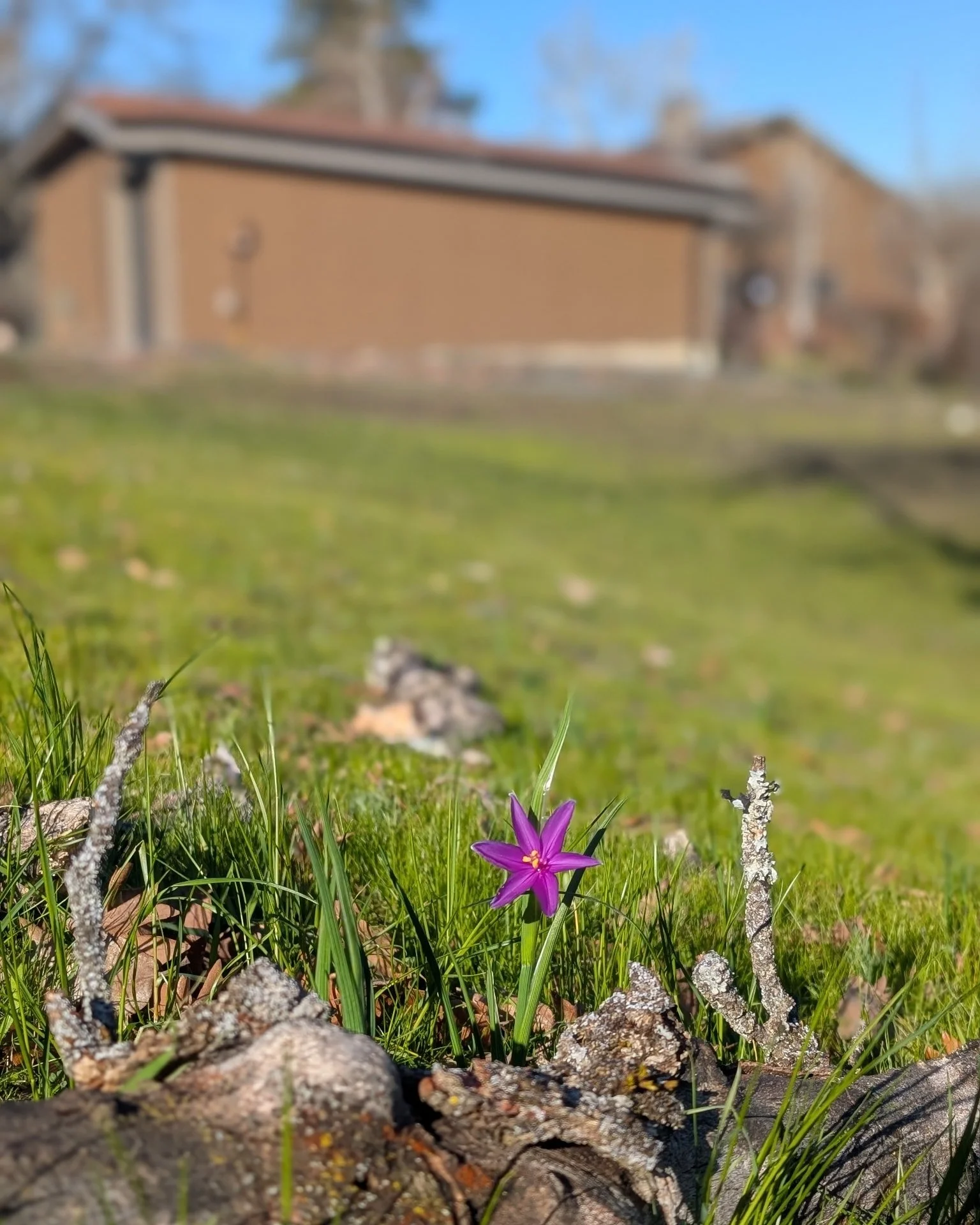 More sunshine and wildflowers around the winery. Bonus: cool moss.

#gorgewine #oregonwine #moss  #wildflowers #pnw
