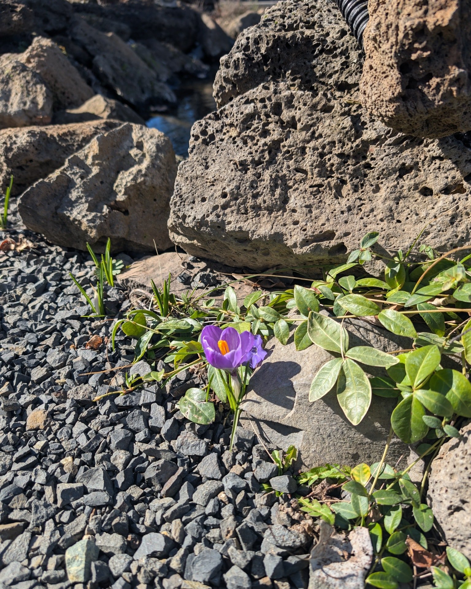 With all this warm weather and sunshine in the #PNW our beautiful gardens are coming to life.

#gorgewine #oregonwine #garden #gardening #flowers #crocus