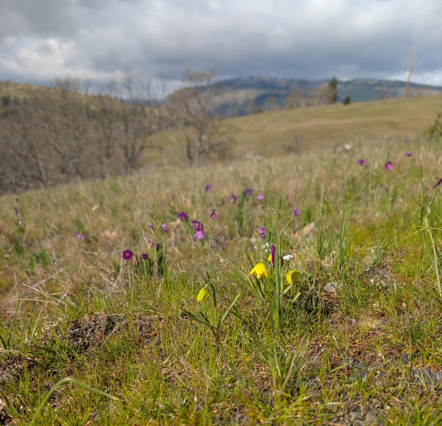 More wildflower and garden blooms at the winery. Come by, enjoy some wine, take in the beauty of our early Gorge spring.

 #wildflowers #grasswidow #yellowbell #lomatium #desertparsley #prairiestar #crocus #vinca #anemone #gorgewine #oegonwine #sprin