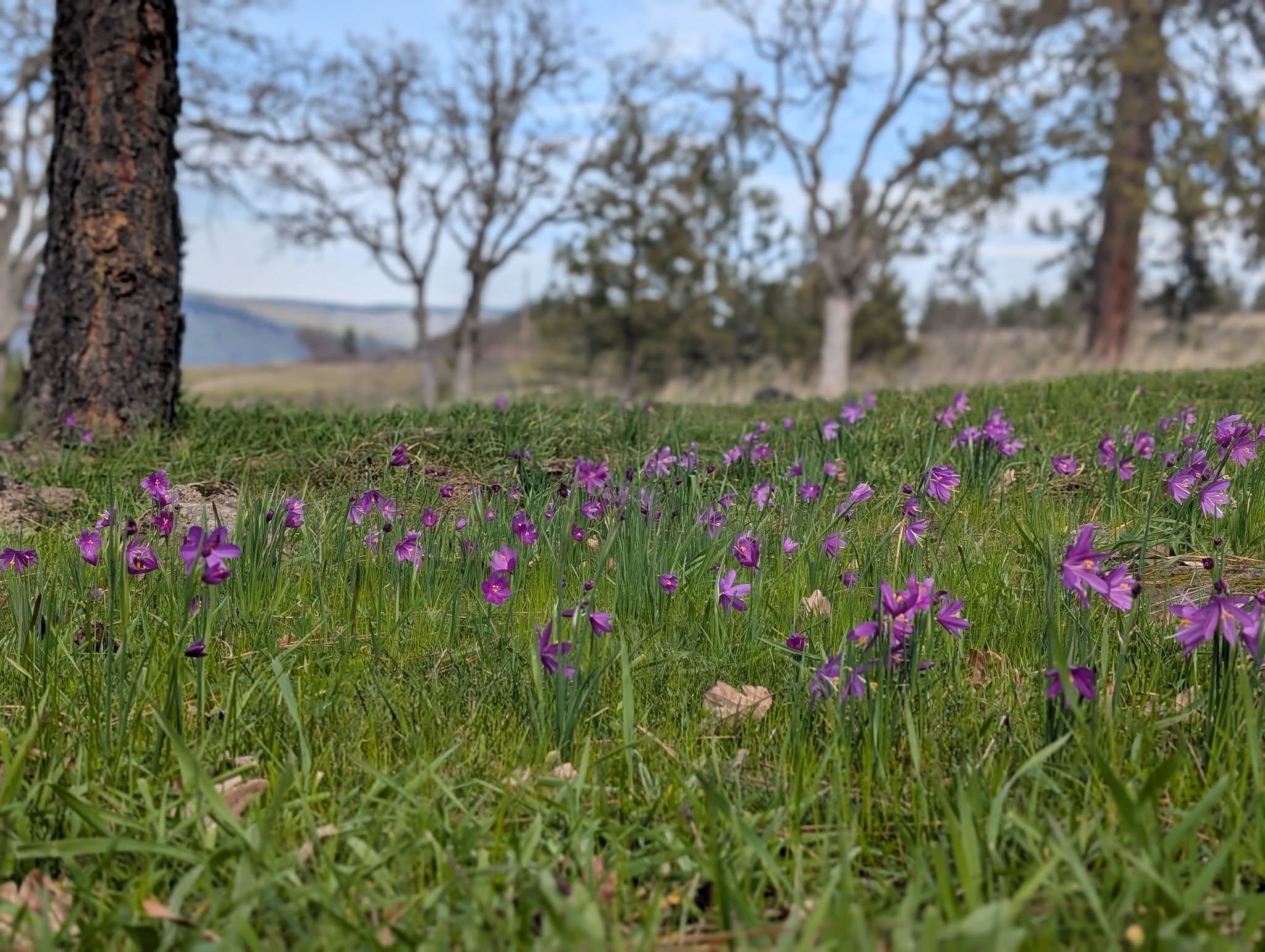 We're nearing the peak of grass widow season. Reach out to make an appointment to sip some wine and walk through our fields of beautiful wildflowers.

 #gorgewine #springblooms #grasswidow #spring #wildflowers #pnw #oregonwine